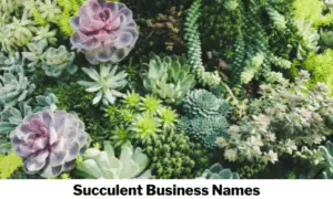 Succulent Business Names