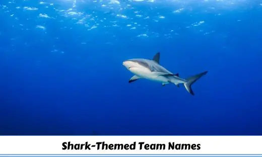 Shark-Themed Team Names