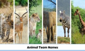 Animal Team Names