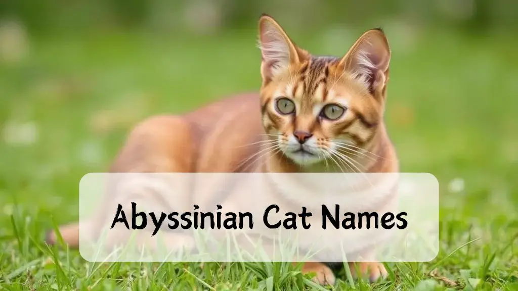 Abyssinian Cat Names