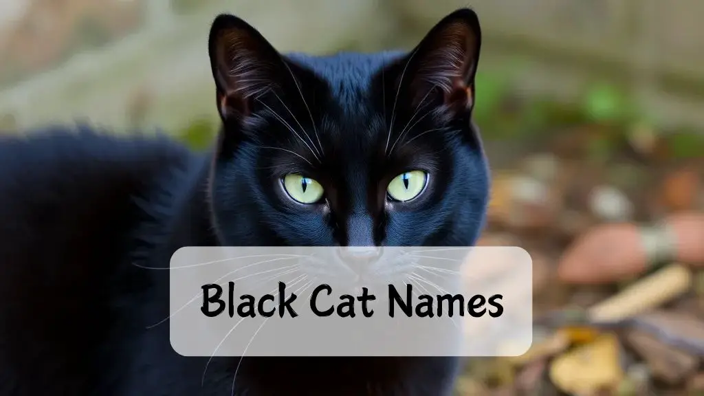 Black Cat Names