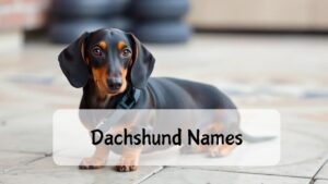 650+ Dachshund Names Your Dog Will Actually Respond To