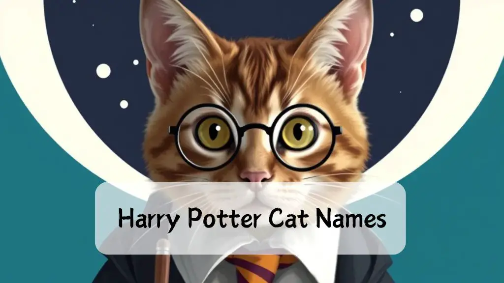 Harry Potter Cat Names