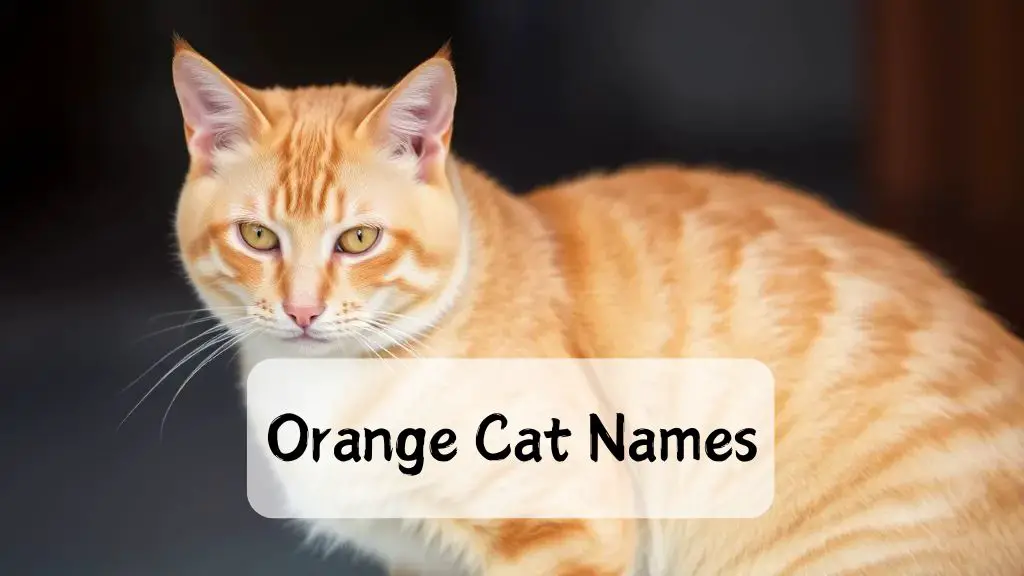 Orange Cat Names