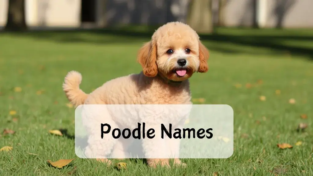 Poodle Names