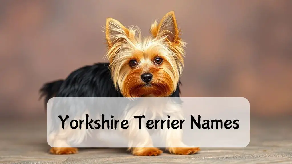 Yorkshire Terrier Names