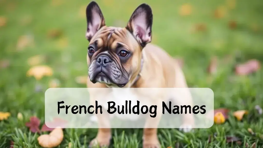 French Bulldog Names