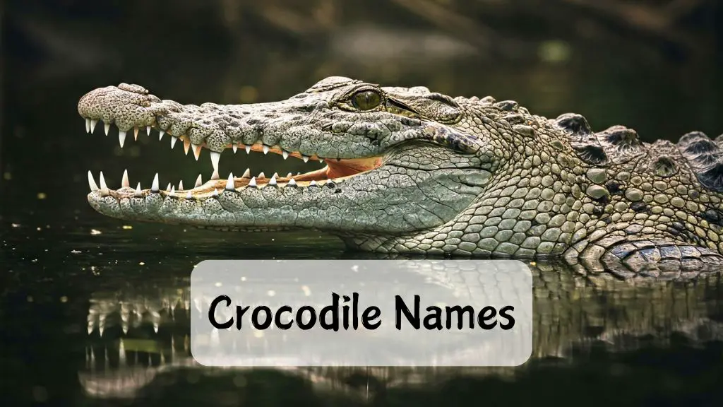 Crocodile Names