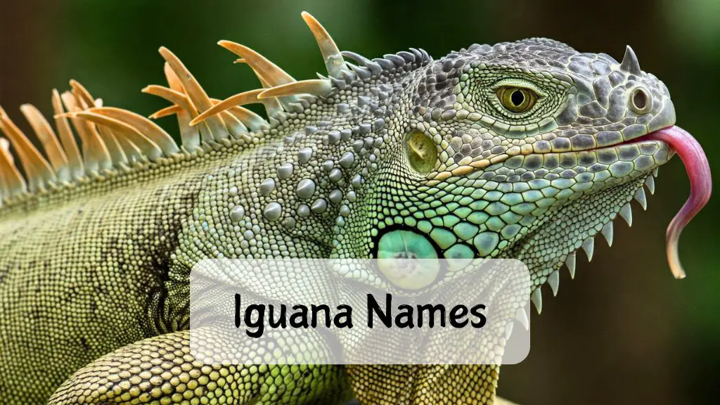Iguana Names