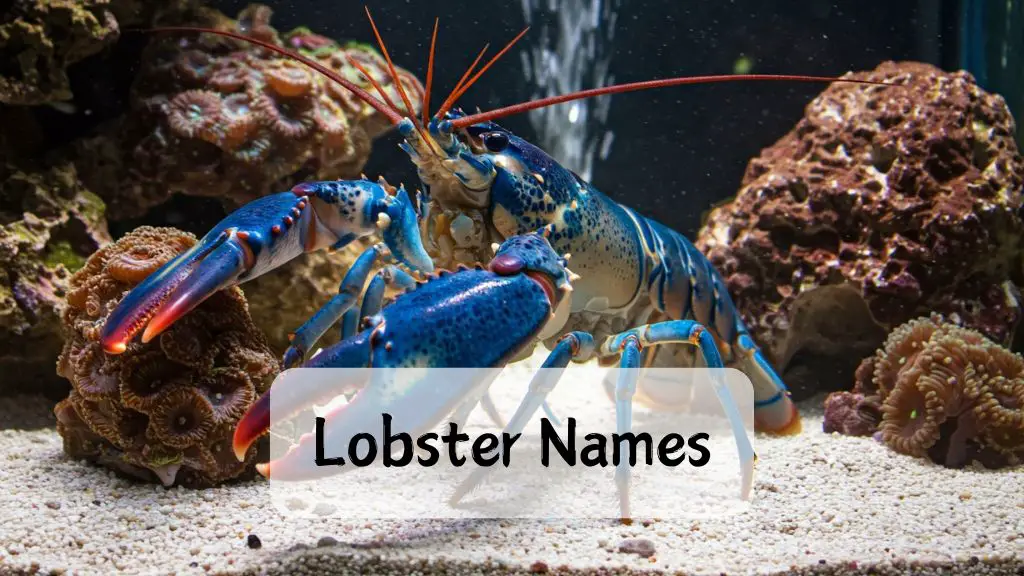 Lobster Names
