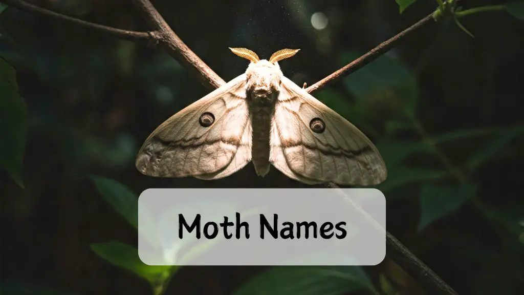 Moth Names