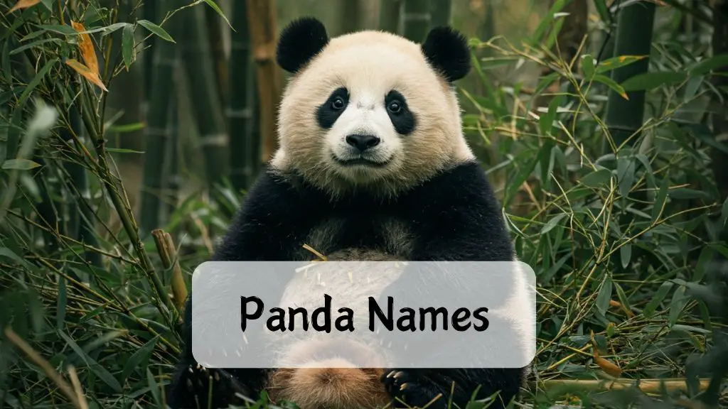 Panda Names