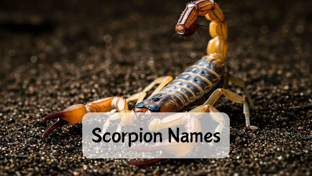 Scorpion Names