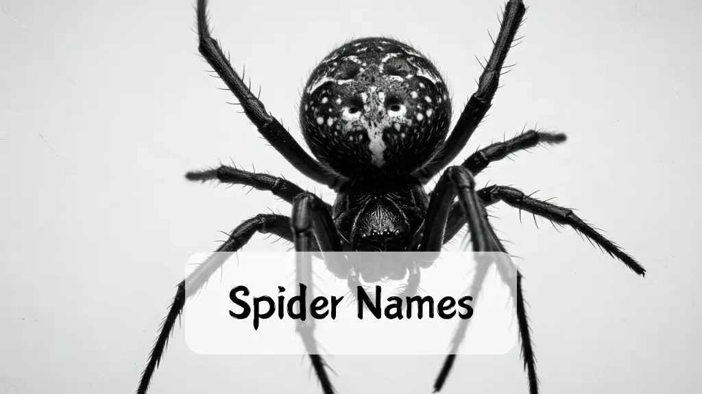 Spider Names