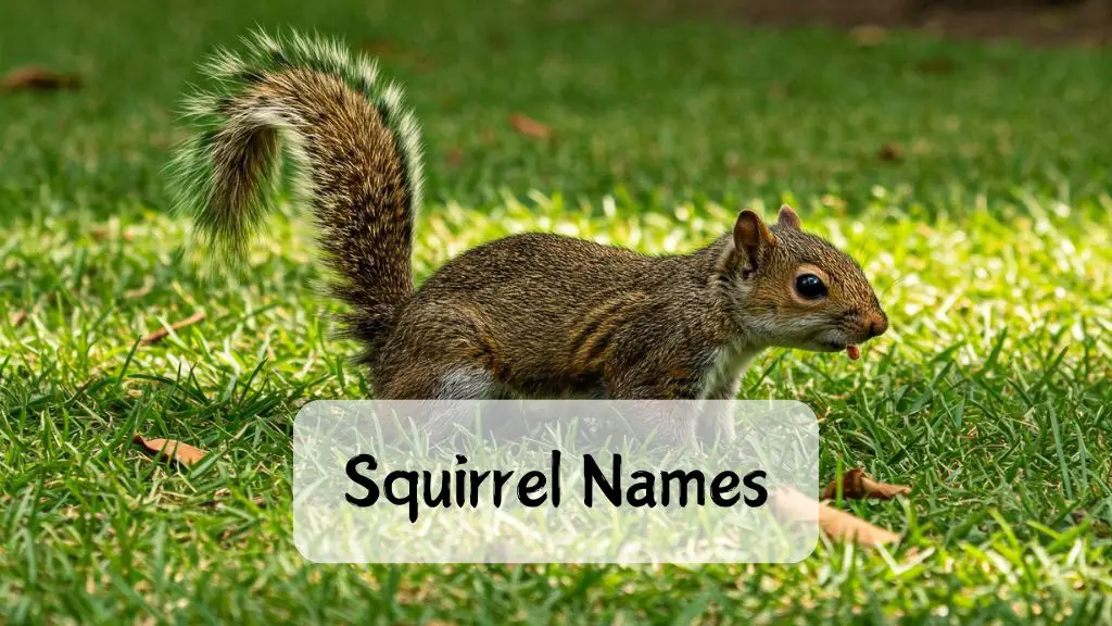 Squirrel Names