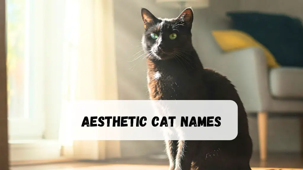 Aesthetic Cat Names