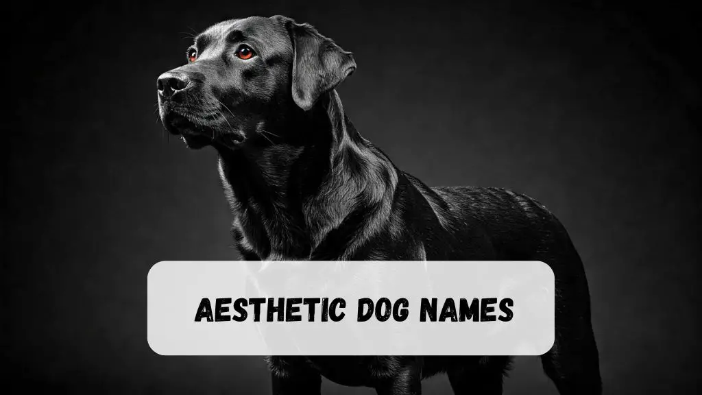 Aesthetic Dog Names
