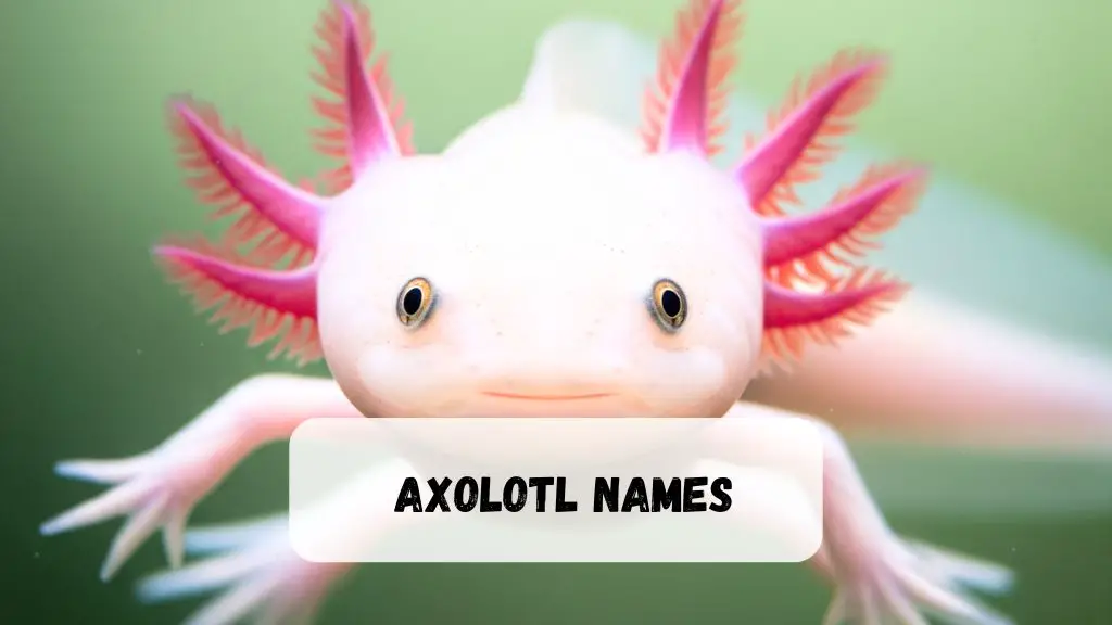 Axolotl Names