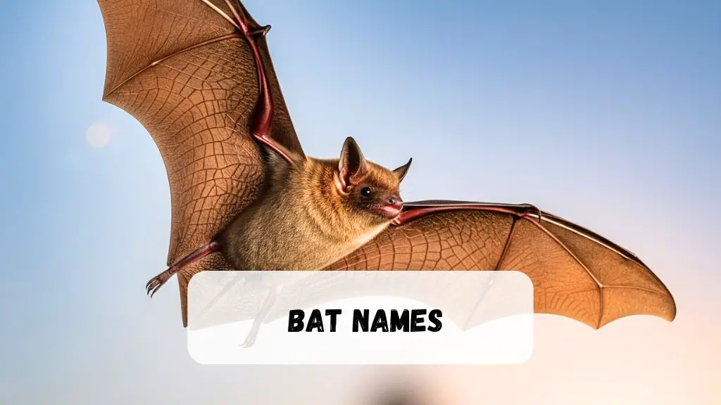 Bat Names