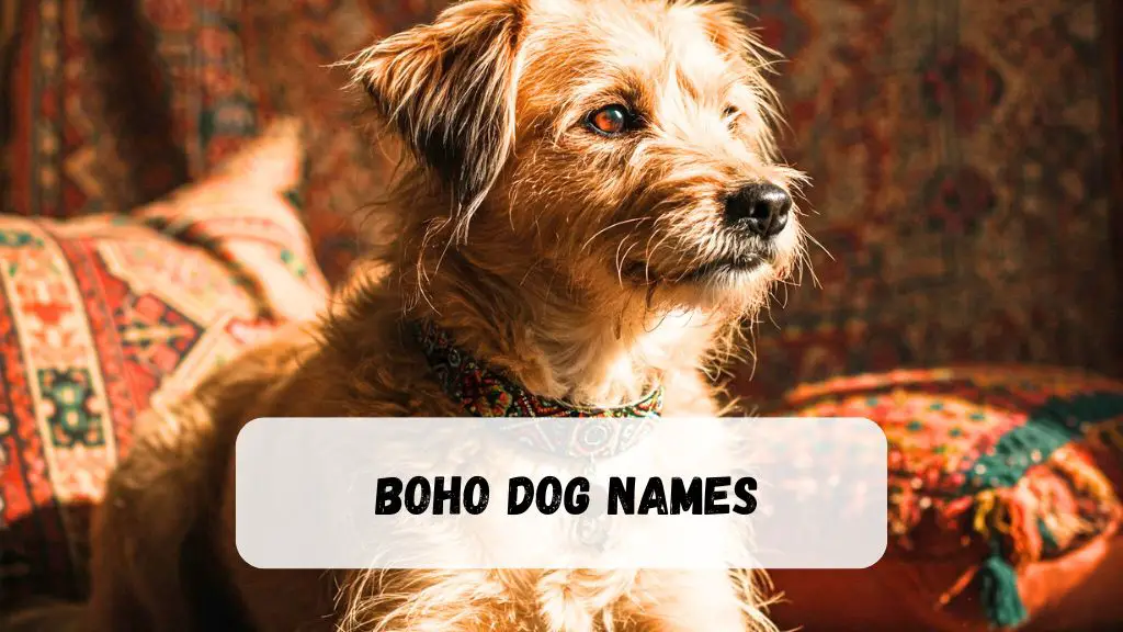 Boho Dog Names
