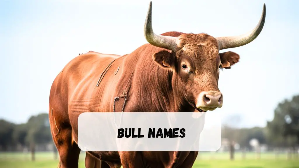 Bull Names