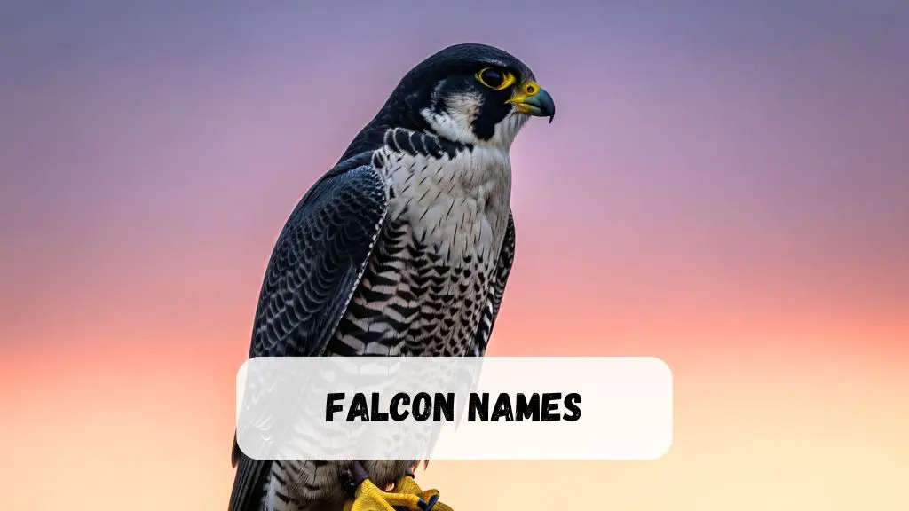 Falcon Names