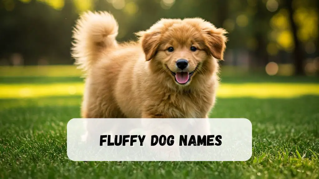 Fluffy Dog Names