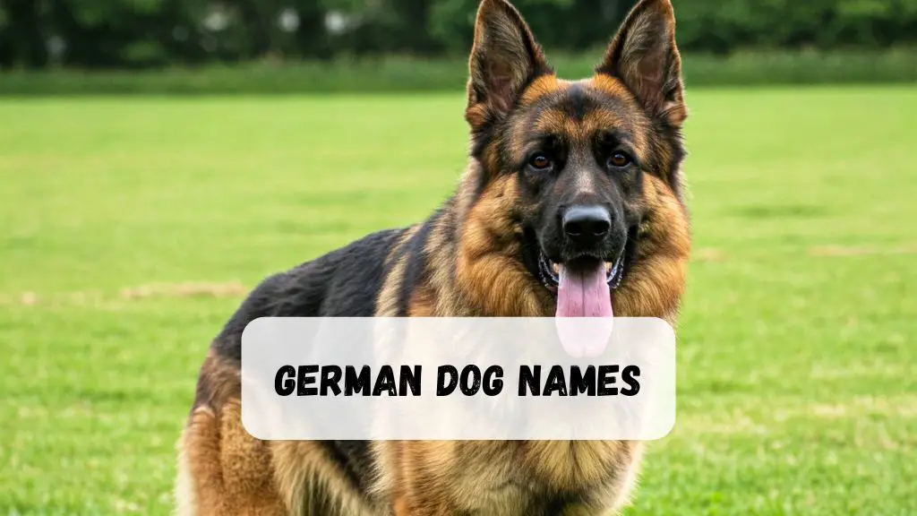 German Dog Names
