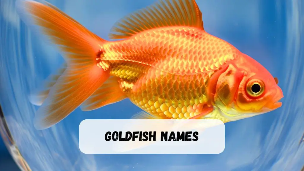 Goldfish Names