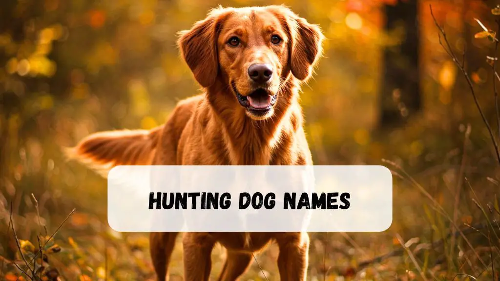 Hunting Dog Names