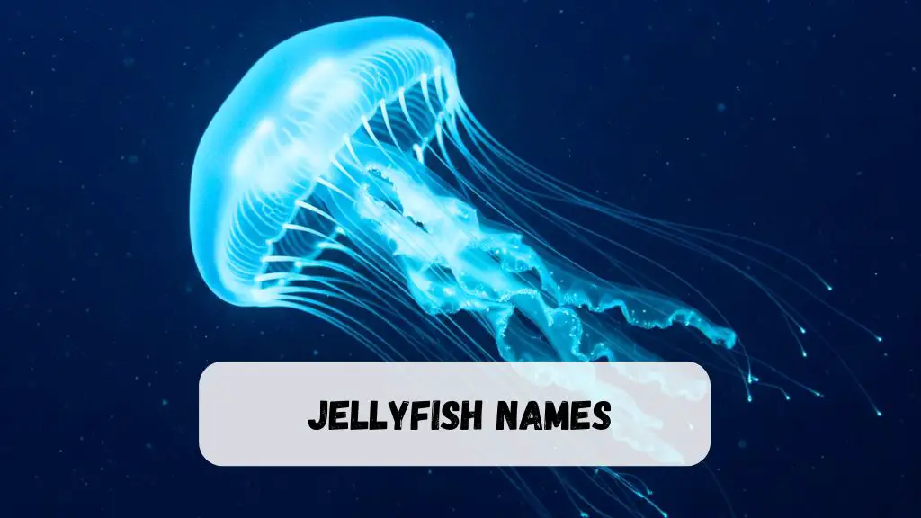 Jellyfish Names
