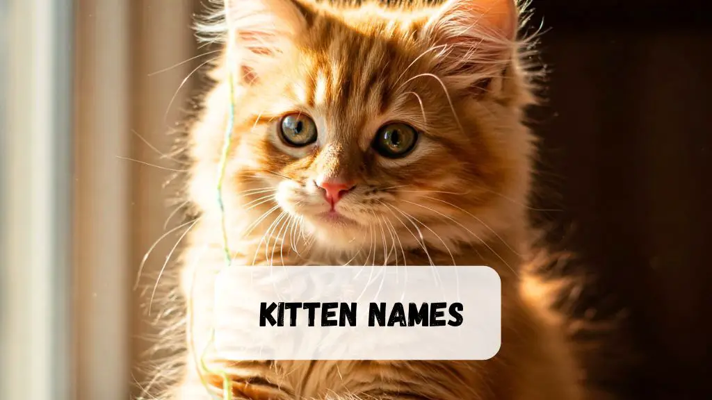 Kitten Names