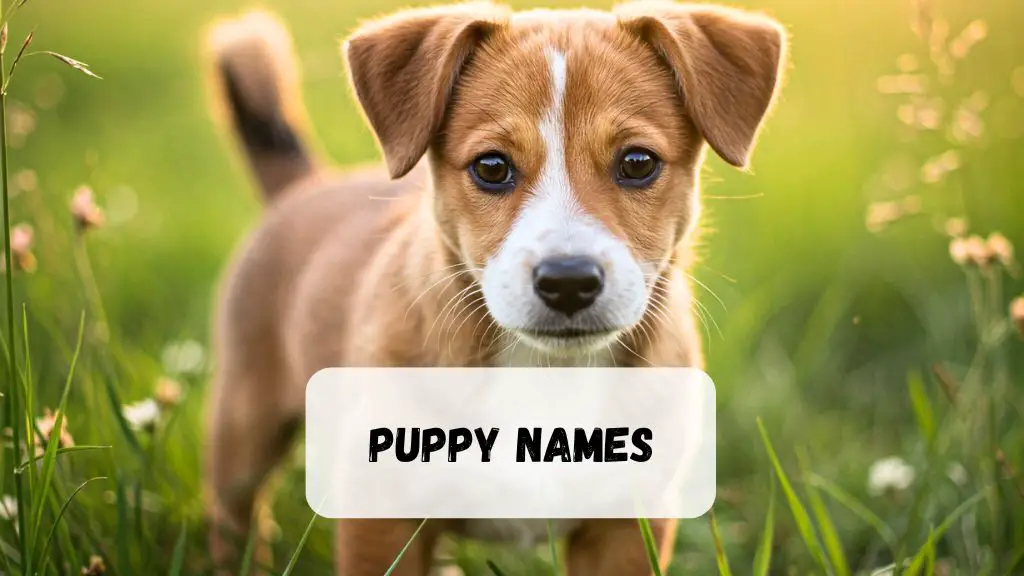 Puppy Names