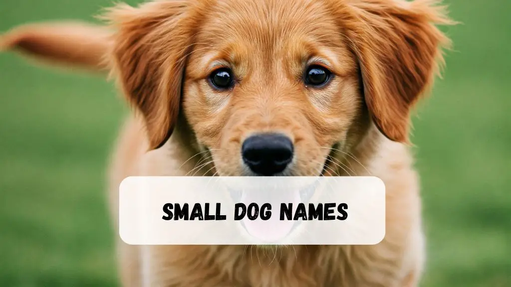 Small Dog Names