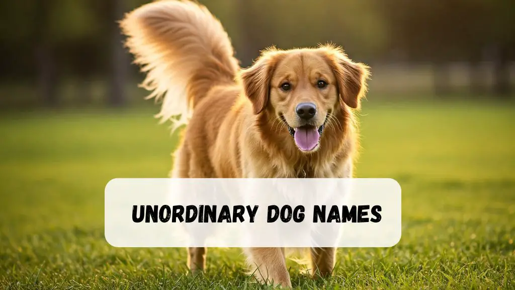 Unordinary Dog Names