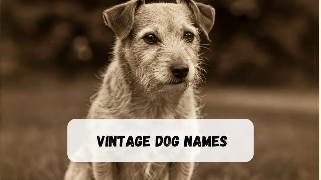 Vintage Dog Names