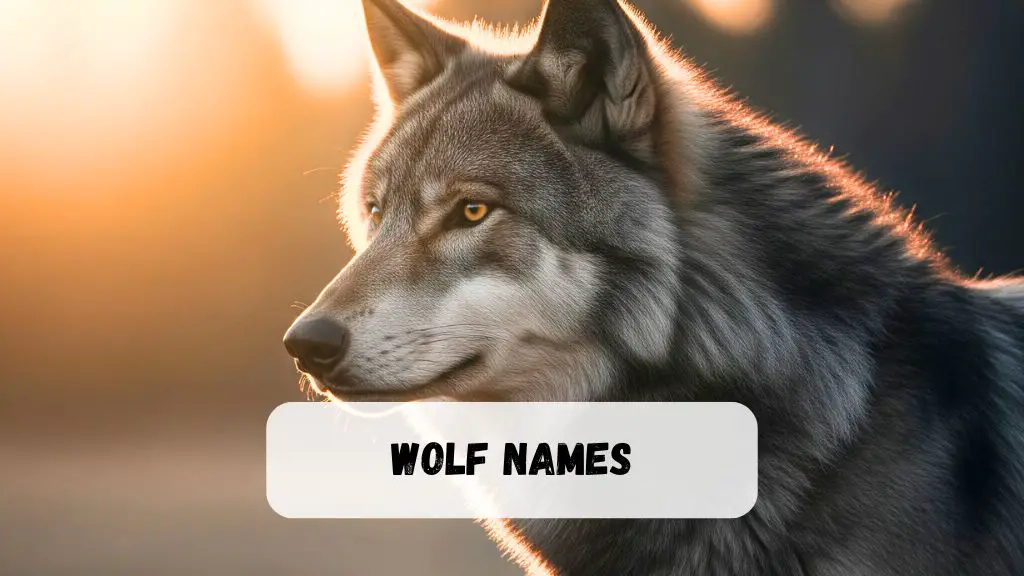 Wolf Names
