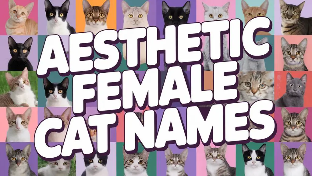 Aesthetic Female Cat Names