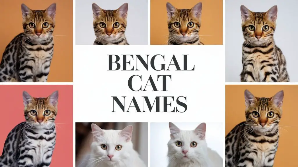 Bengal Cat Names