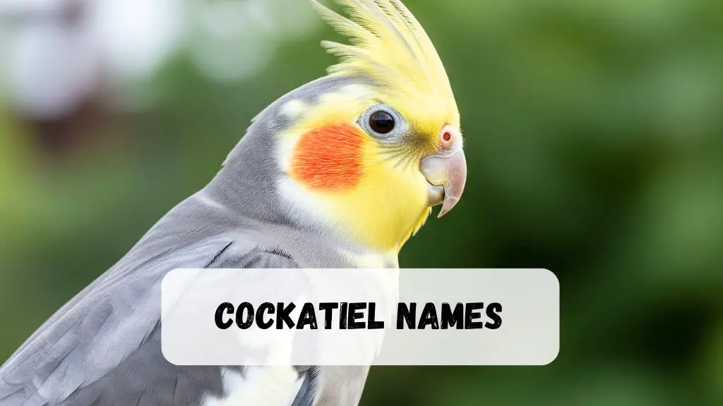 Cockatiel Names