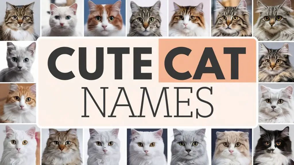 Cute Cat Names