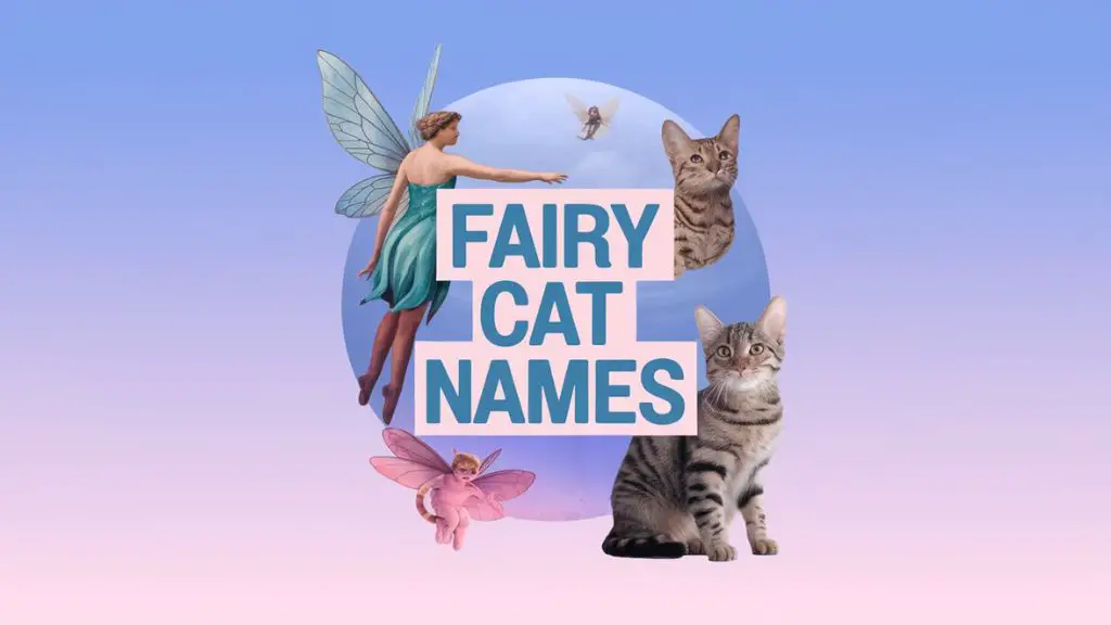 Fairy Cat Names