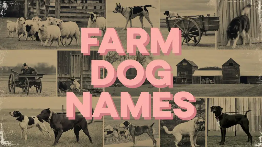 Farm Dog Names