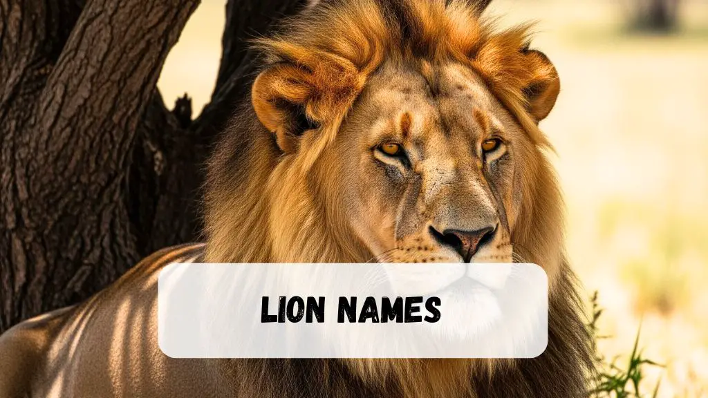Lion Names