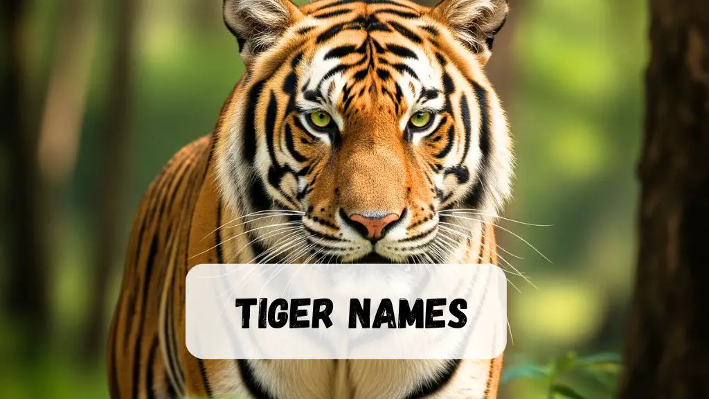 Tiger Names