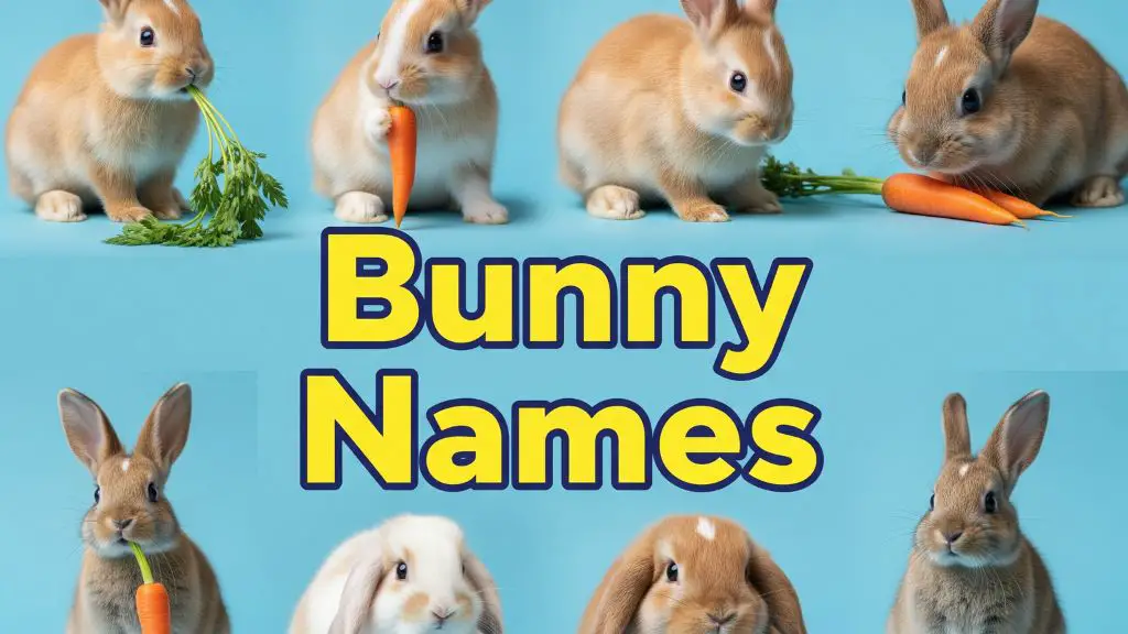 Bunny Names