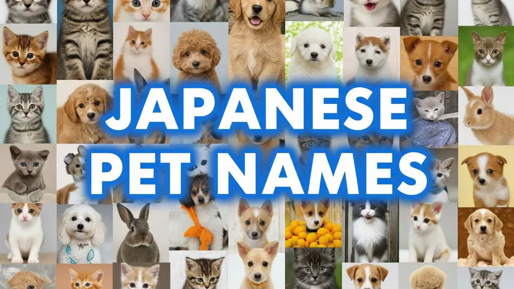 Japanese Pet Names