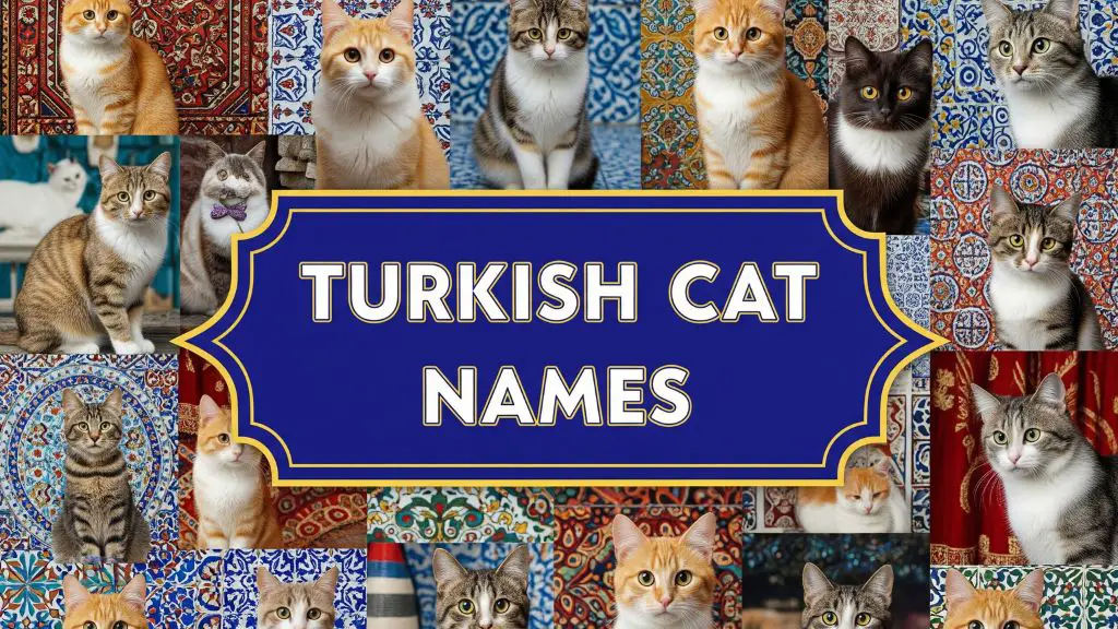 Turkish Cat Names