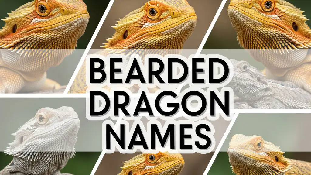 Bearded Dragon Names
