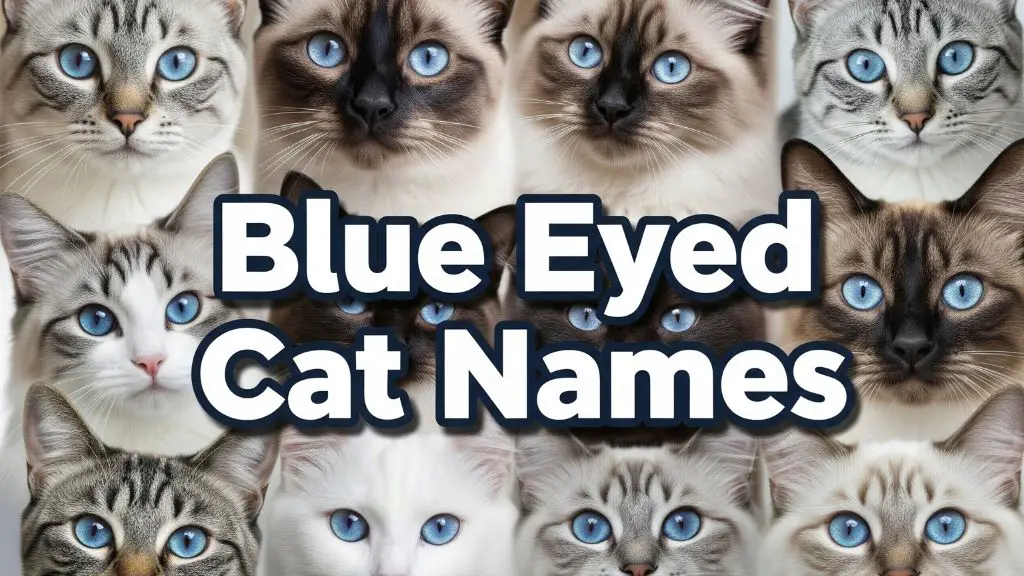 Blue Eyed Cat Names